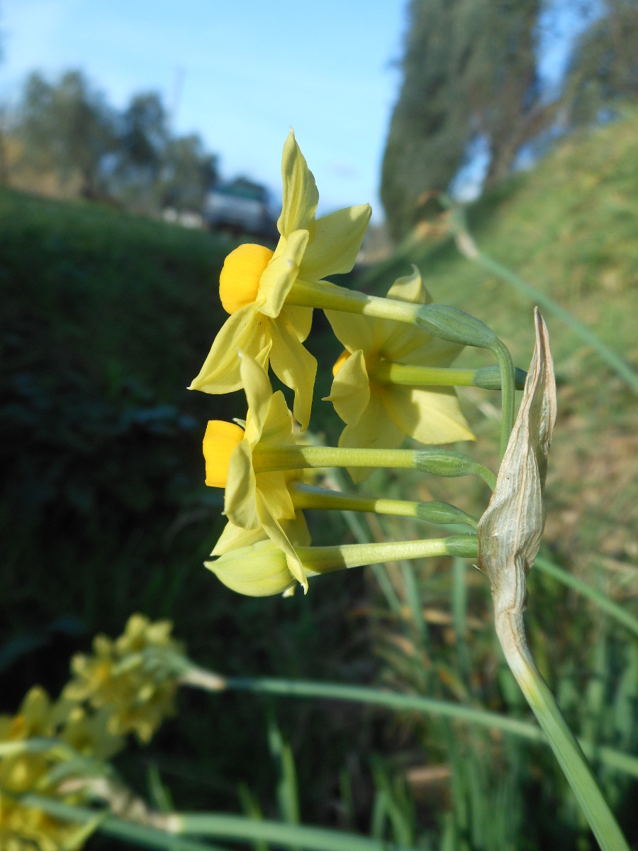 Narcissus tazetta L. subsp. aureus (Jord. & Fourr.) Baker